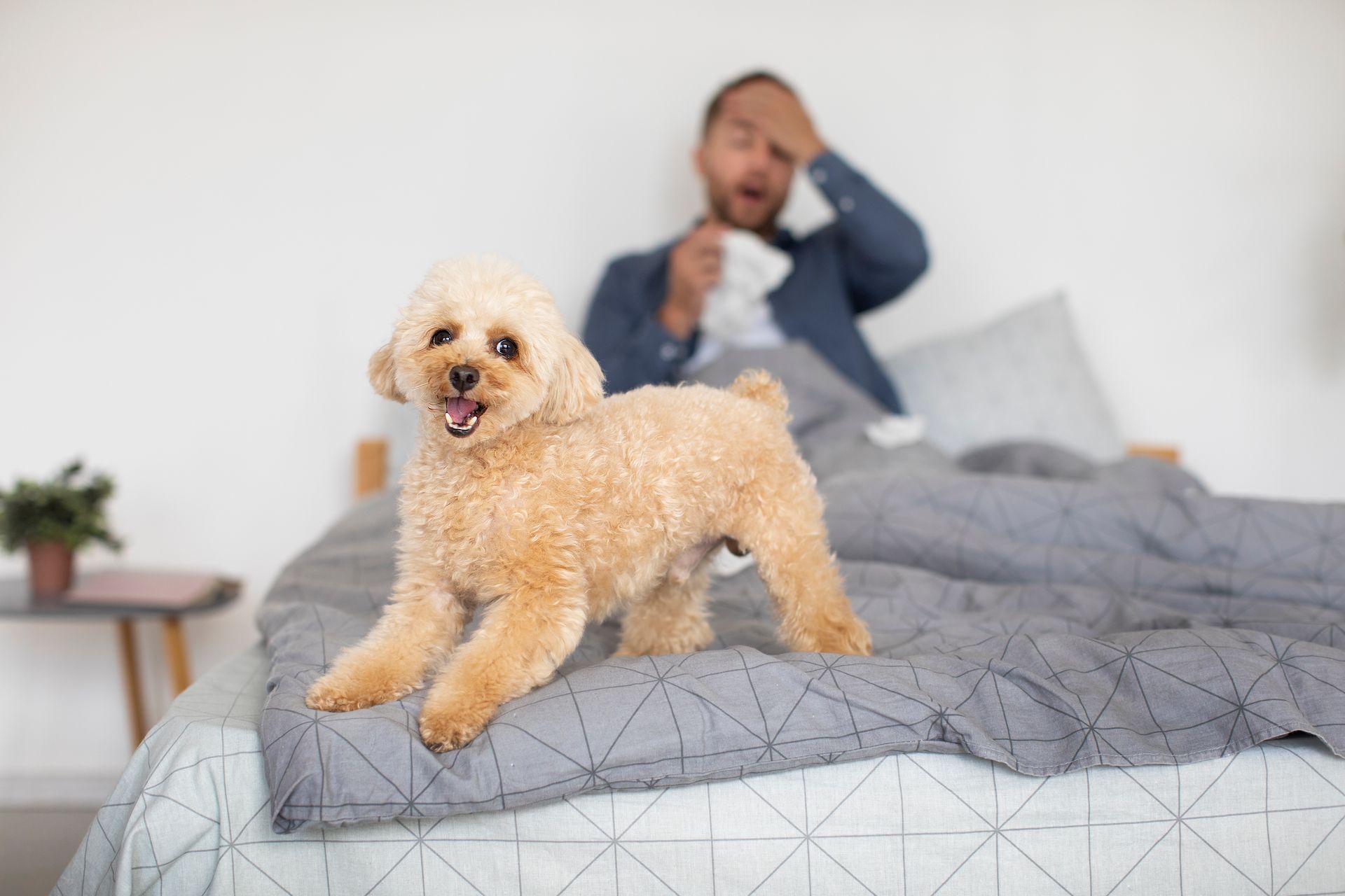 Los orines dentro de la casa son un problema relativamente común tratándose de perros