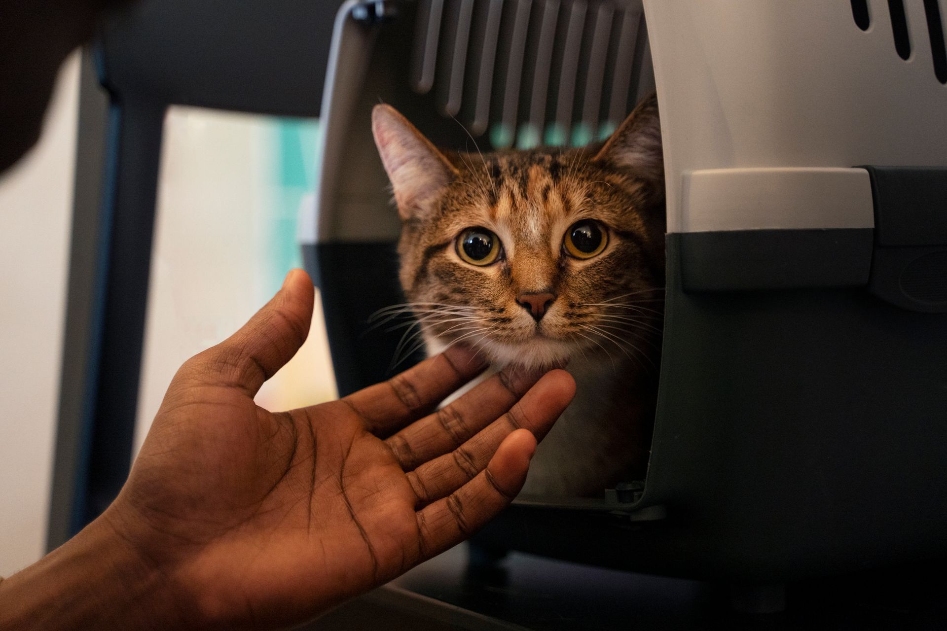 Los gatos son hogareños por naturaleza. 