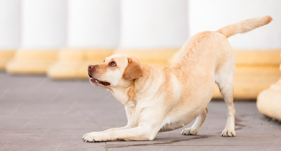 Los perros, al igual que los humanos, tienen una tendencia natural a estirarse.