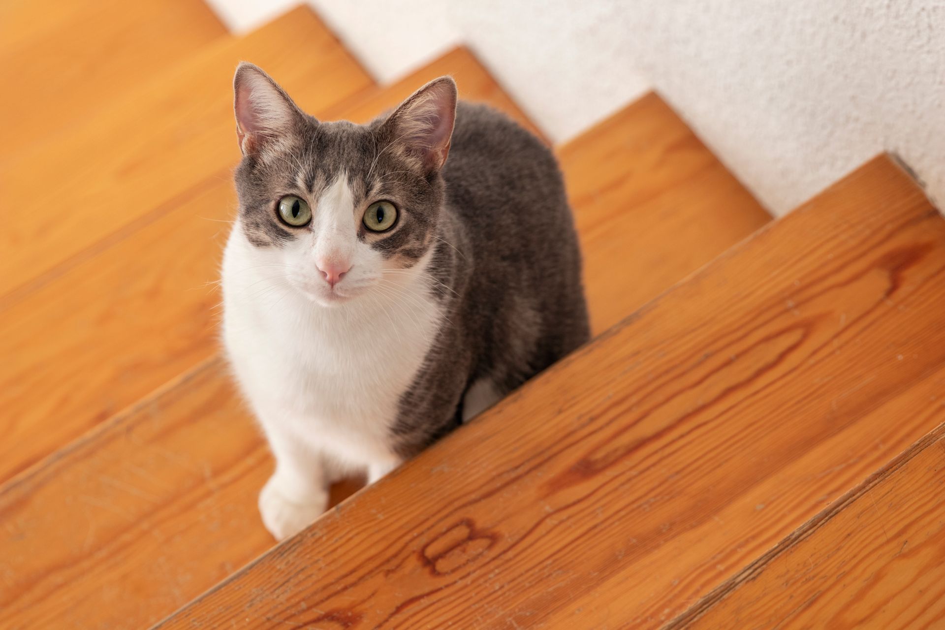 Escoger el nombre de tu gato puede llegar a ser complicado, y aún más difícil si hay más de un dueño