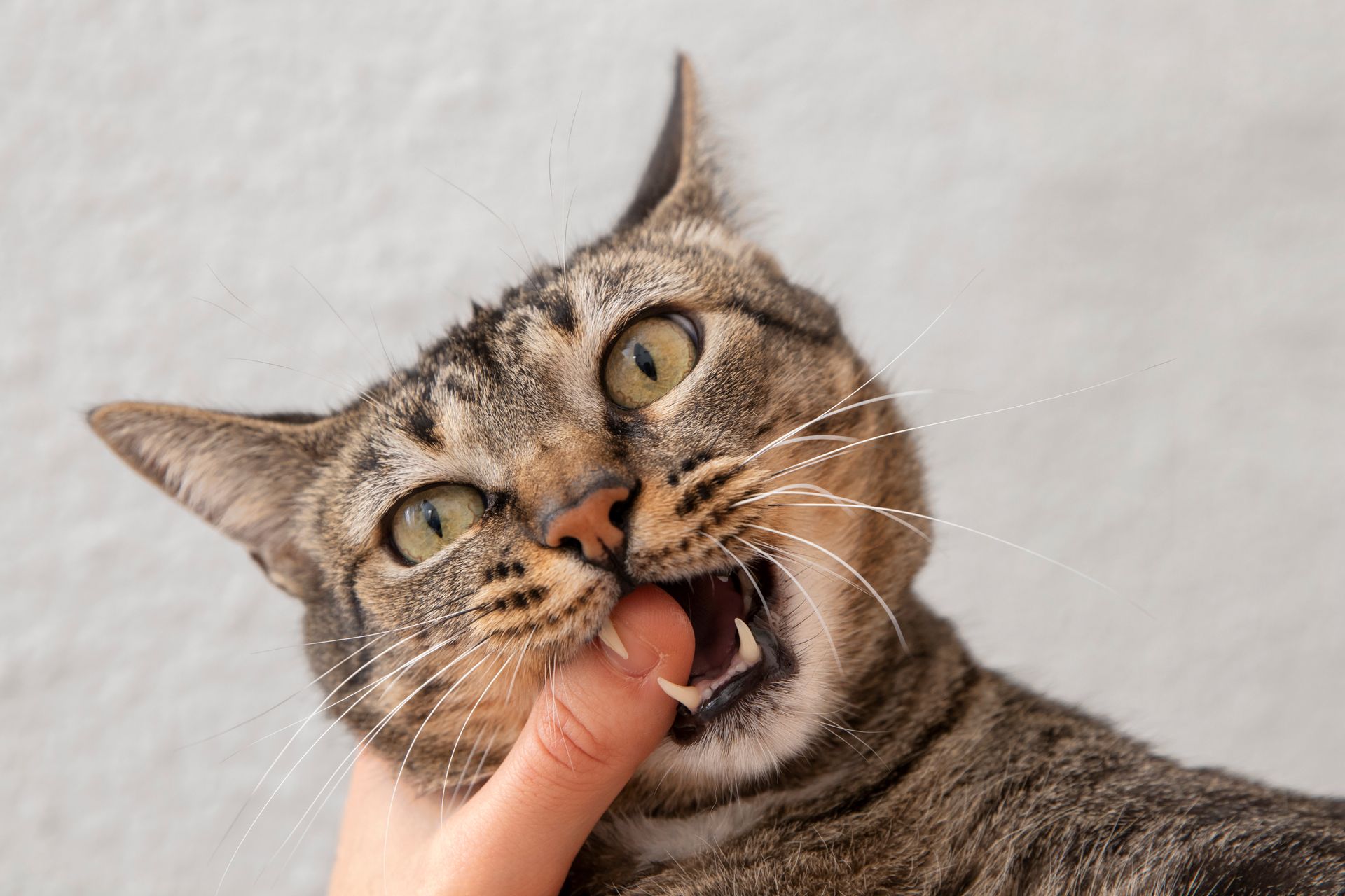 Normalmente, cuando tu gato está enfadado contigo, te lo hará saber, ya sea con un zarpazo