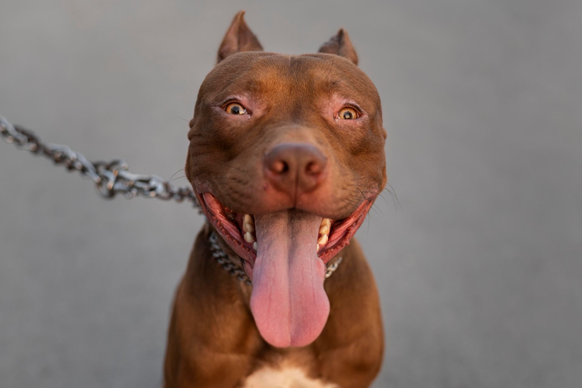 Es posible que hayas visto perros que muestran los dientes, gruñen, ladran, se lanzan a la carga 