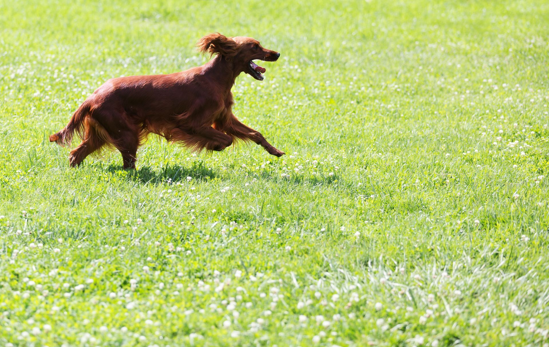 Para algunos perros, descubrir cómo escapar de su jardín es, más que un pasatiempo, una ocupación 