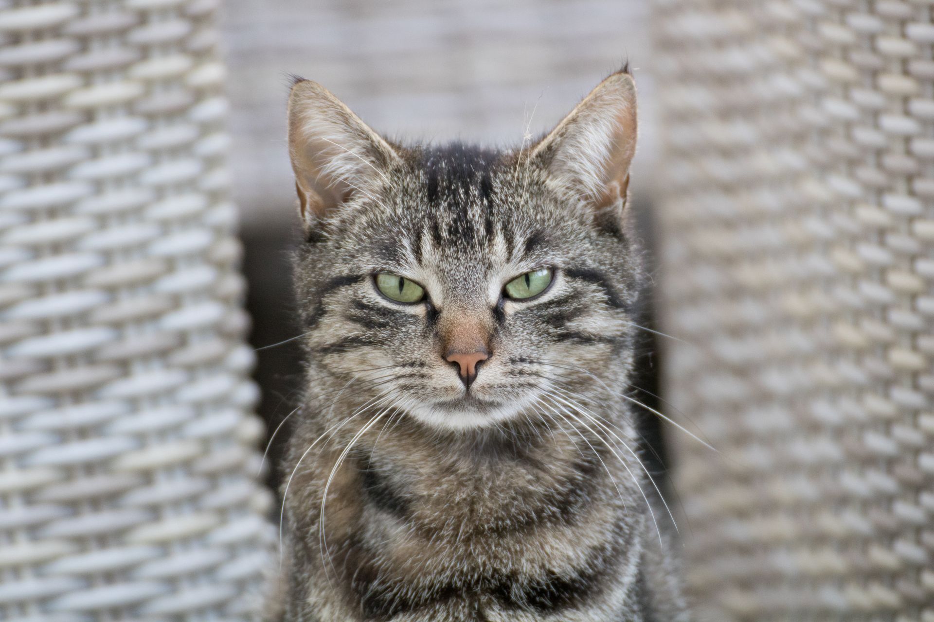 Los gatos son criaturas únicas. Si bien cada uno tiene su propia personalidad