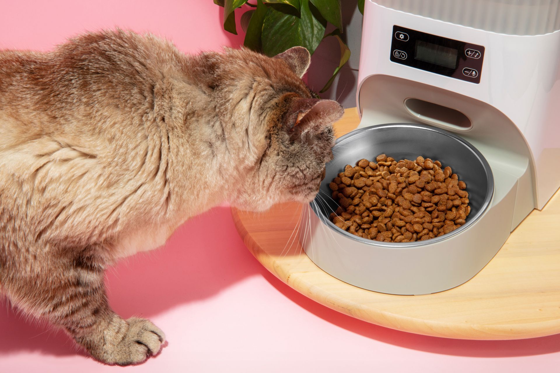 Como dueño de un gato, dedicas mucho tiempo a averiguar qué alimento es el más nutritivo