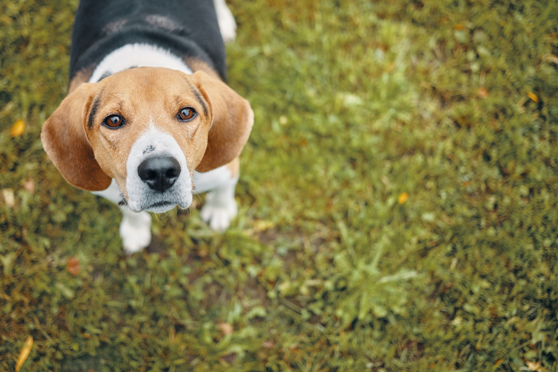 Los alimentos humanos siempre son tentación para los perros.