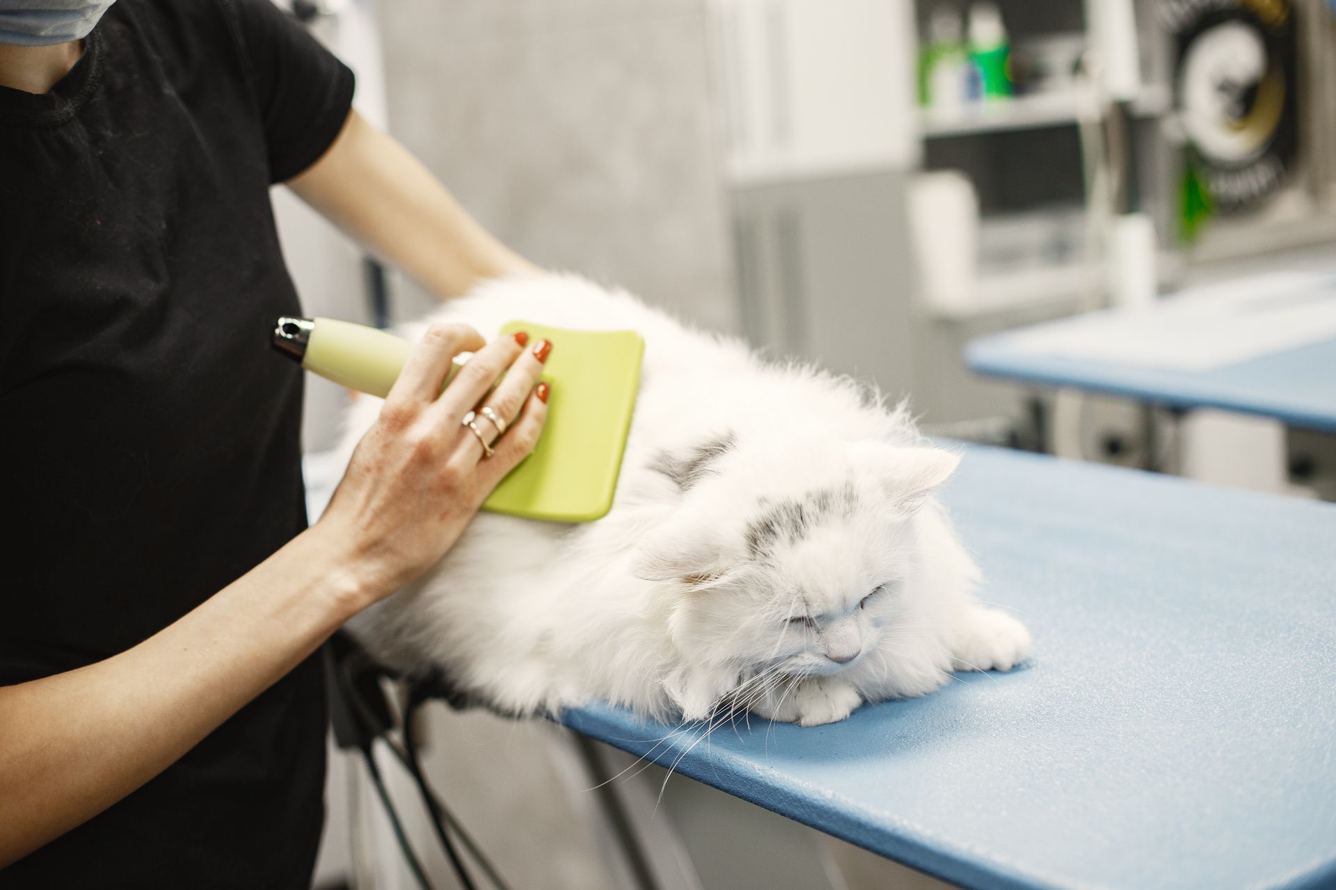 Normalmente, las visitas a una estética suelen asociarse más con los perros, que con los gatos