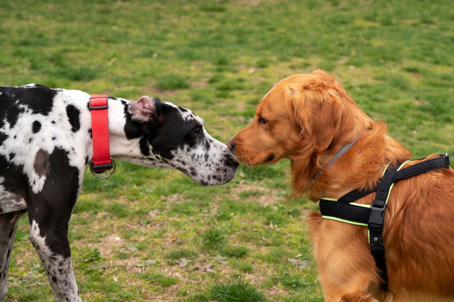 La experiencia real de convivir con dos o más cachorros en un mismo hogar puede ser algo complicada
