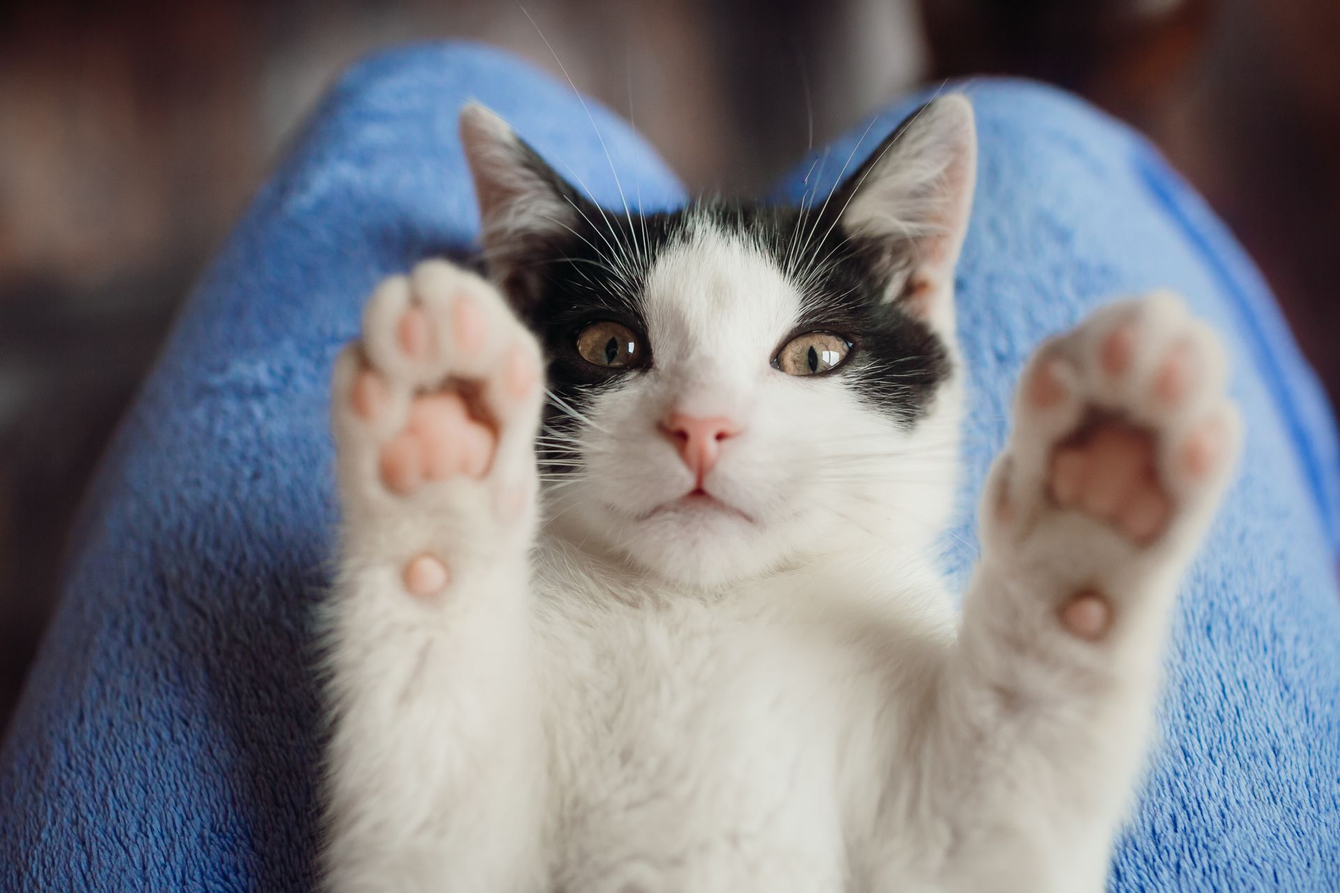 Los gatos son criaturas vivientes con necesidades complejas y a veces misteriosas.