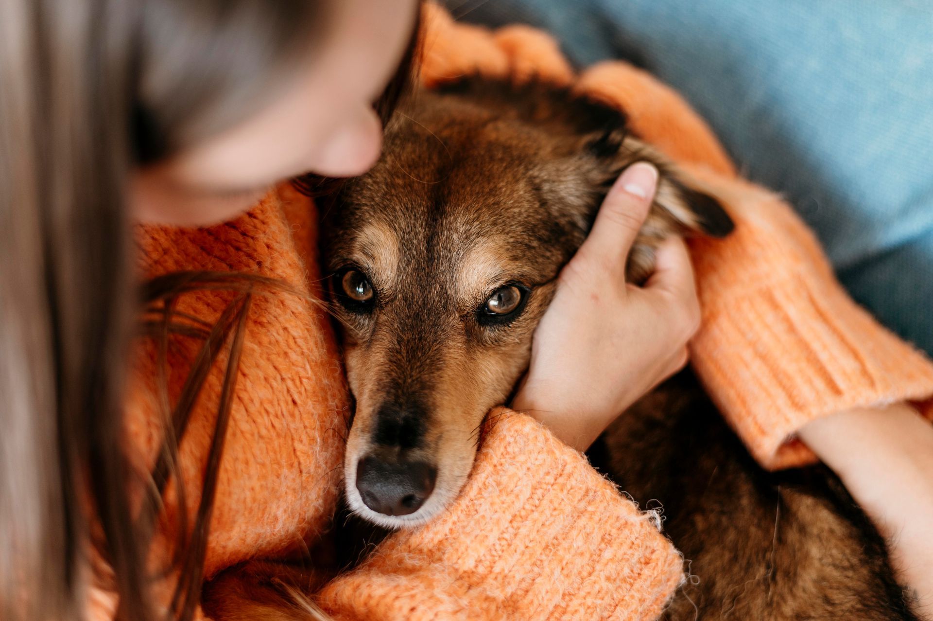 No hay ningún sonido más terrorífico que escuchar las arcadas anterior al vómito de un perro. 