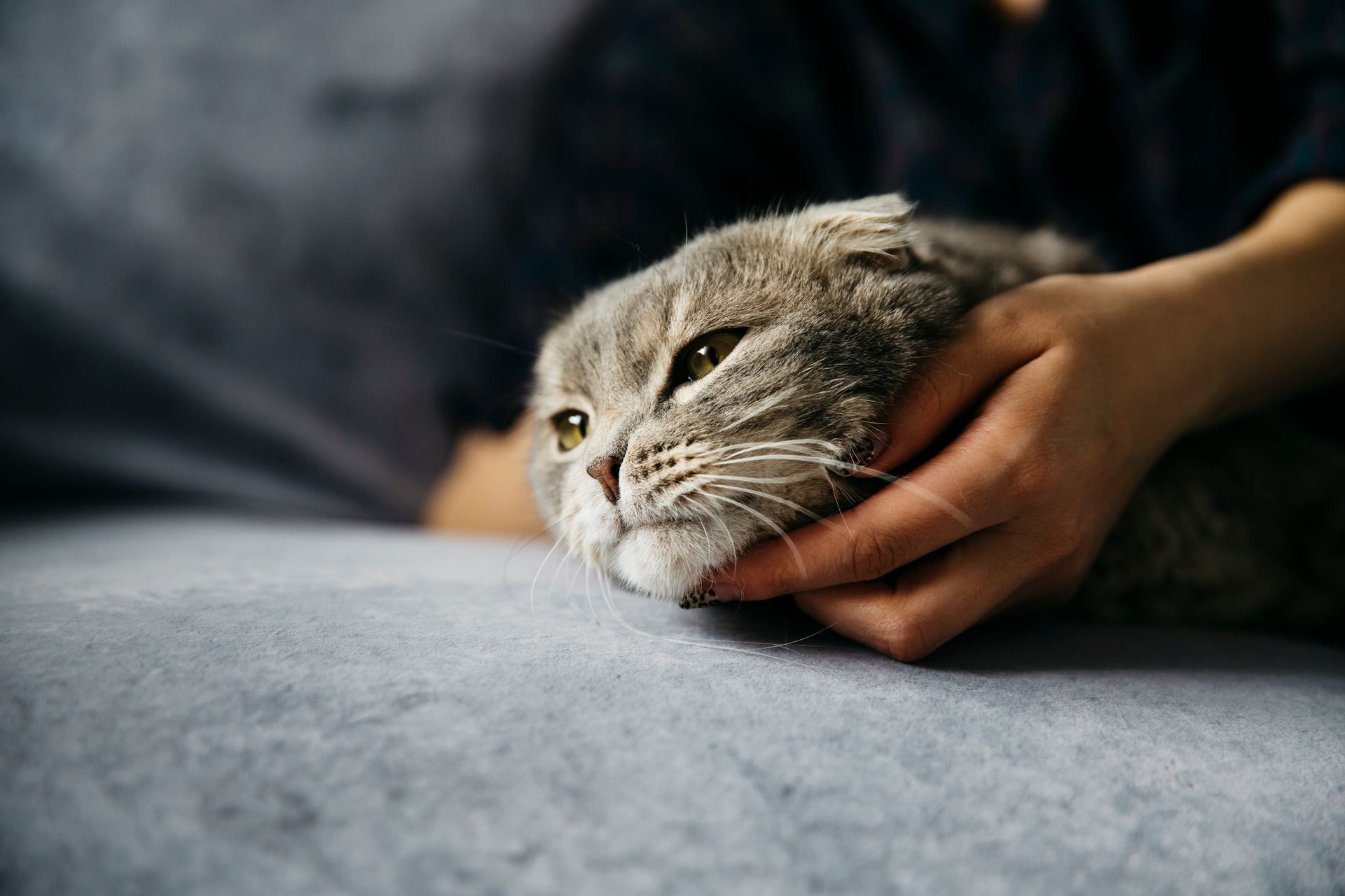 Siempre será difícil ver a tu gato llegar al final del camino.