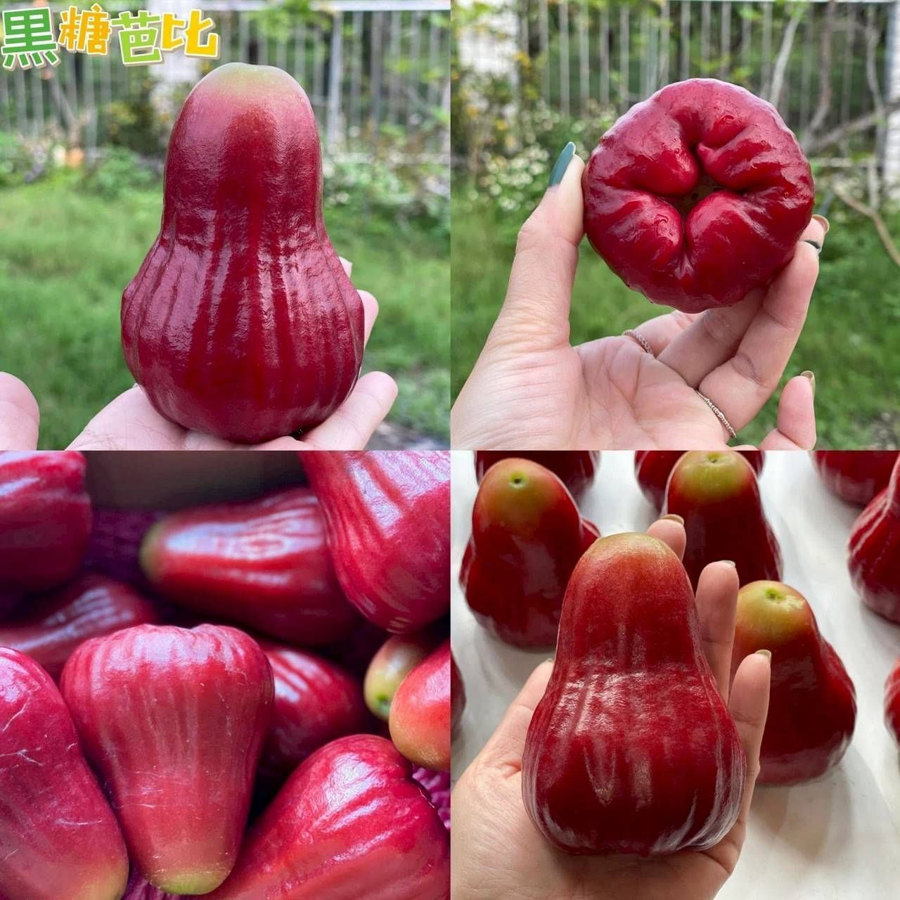 【泰德菓物】六龜鄉蓮霧界黑美人《黑糖巴比》