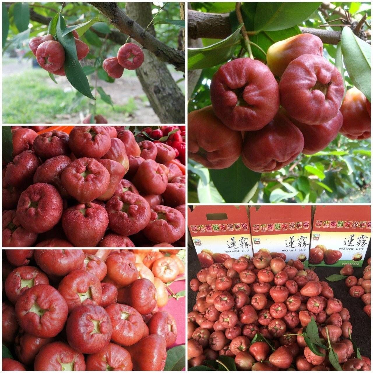 【泰德菓物】六龜鄉蓮霧界黑美人《黑糖巴比》