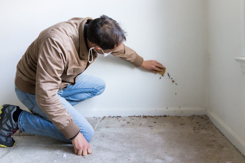 Man cleaning dark mold stains on a white wall in a corner, kneeling on a dusty carpet.