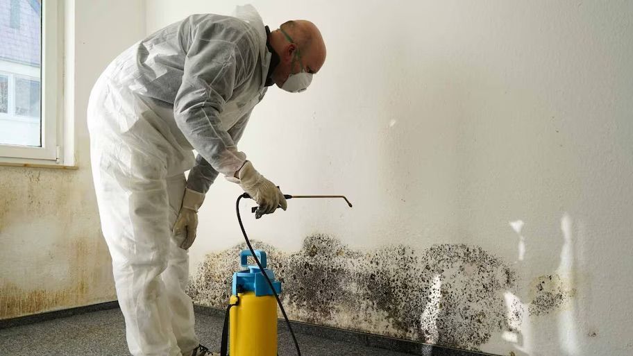 A mold technician spraying black mold