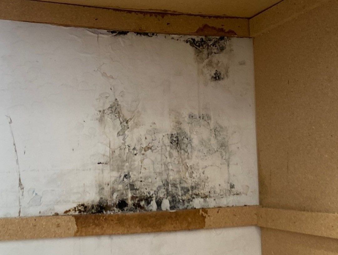 A corner of a wall with black mold growing on it.