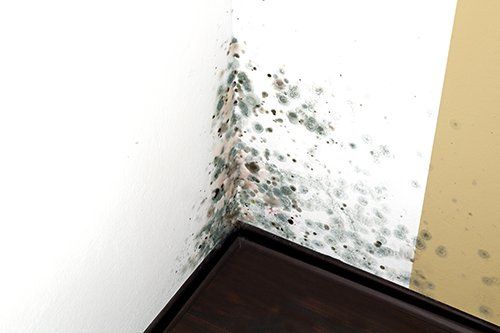 A corner of a wall with black mold growing on it.