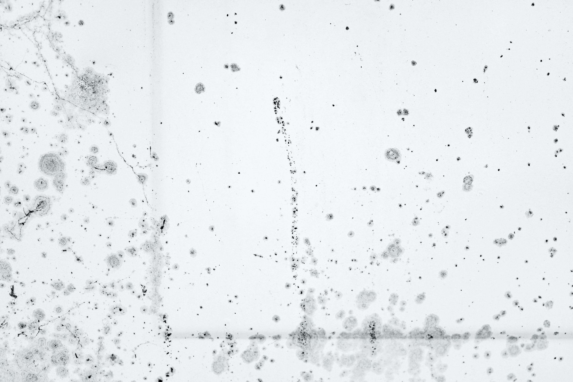 black-mold-up-close