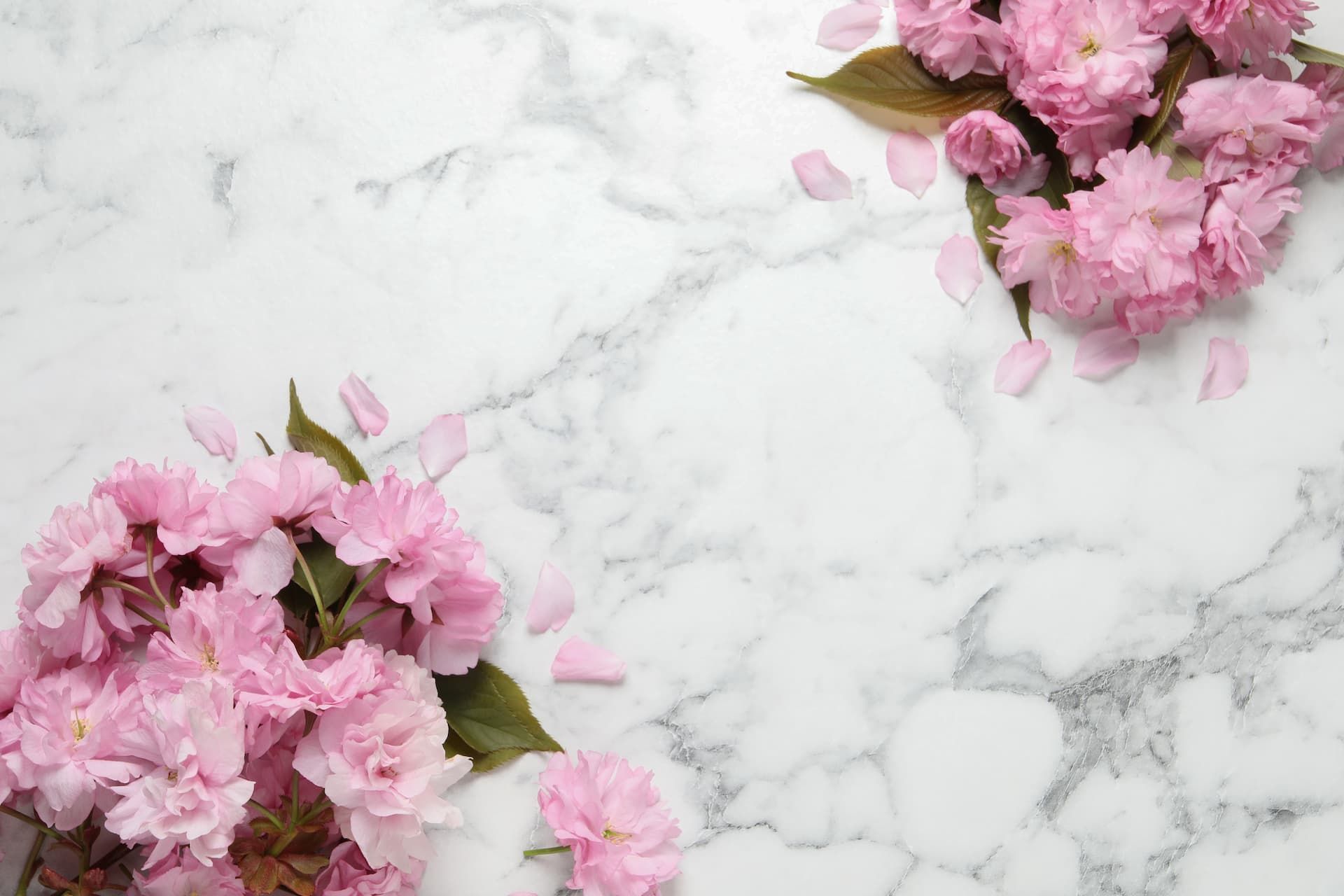 Pink cherry blossoms on white marble surface.