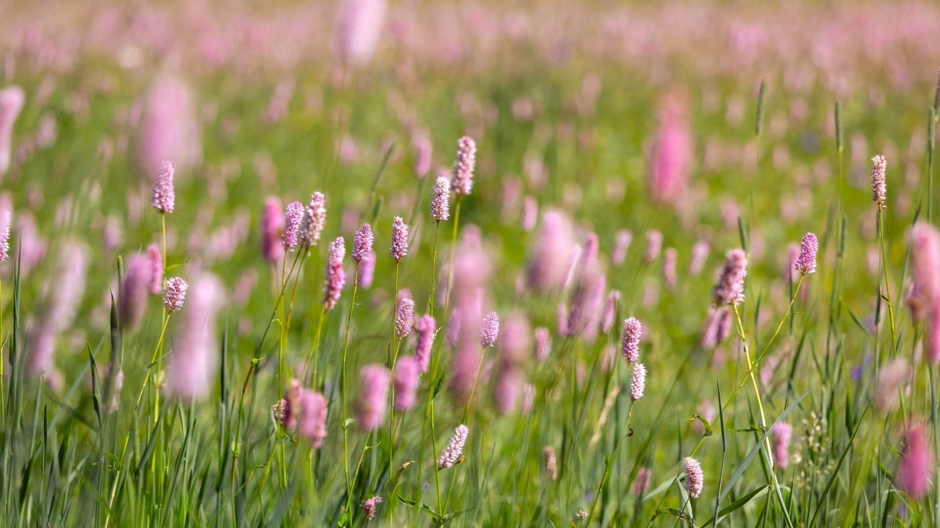 Pink wildflowers blooming in a field of green grass, slightly blurred.