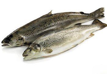 Two silvery fish with dark spots, lying on a white surface.