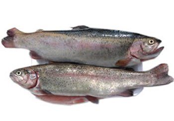 Two whole rainbow trout, silver with pinkish bellies, laying on a white surface.