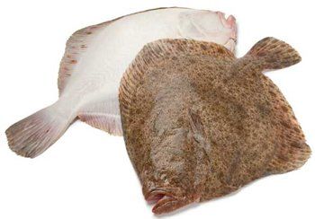 Two flatfish, one white and one brown, showcasing both sides of the fish.