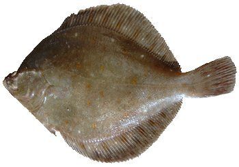 Flatfish, likely flounder, lying flat with mottled brown coloration.