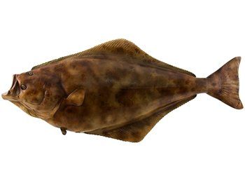 Flatfish, dark mottled brown, with one eye visible and a gaping mouth, tail fin to the right.