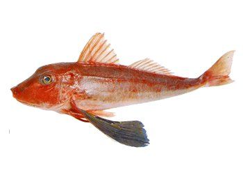 Red gurnard fish, red-orange body, with fin and dark blue pectoral fin, isolated on white.