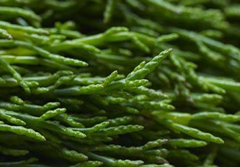 Close-up of vibrant green samphire plant, with segmented stems and tiny, fleshy leaves.
