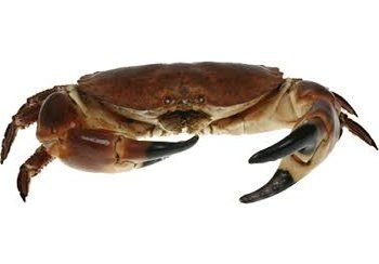 Brown crab with large claws, on a white background.