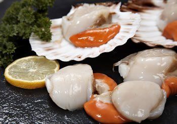 Close-up of fresh scallops, some in shells, with orange roe, lemon slice, and parsley.
