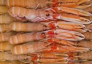 Close-up of a stack of raw, cooked scampi with orange and white shells.