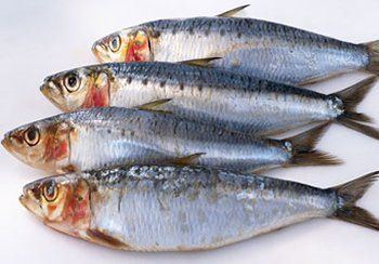 Four silver sardines on a white surface, with visible eyes and fins.