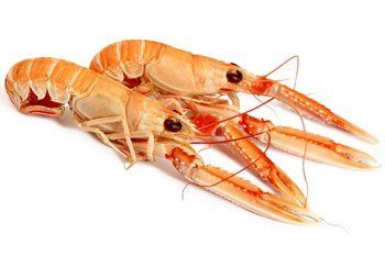 Two cooked langoustines, orange-pink in color, with long claws and black eyes, set against a white background.