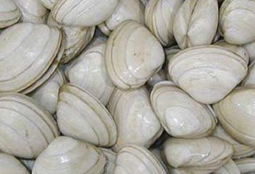 Pile of fresh, light-colored clams with ridged shells.