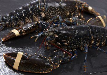 Two live lobsters with banded claws on a dark surface.