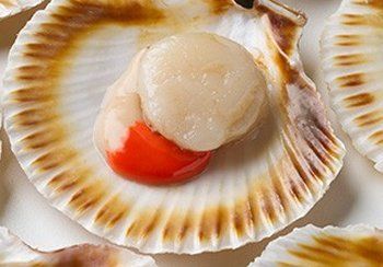 Scallop meat in shell, creamy white adductor muscle, orange roe, resting on a white surface.