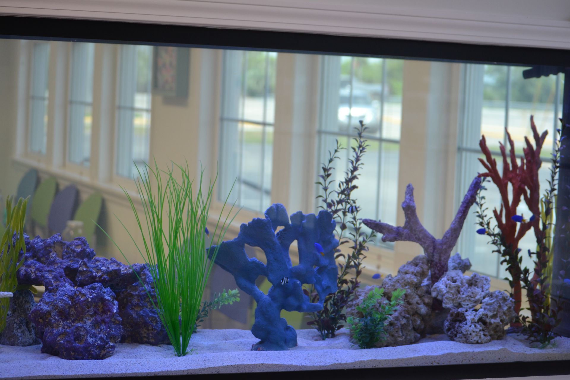 A fish tank filled with corals and plants in front of a window at Riverside Pediatrics.