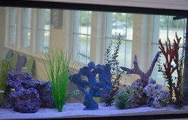 A large fish tank filled with lots of fish and corals  at Riverside Pediatrics.