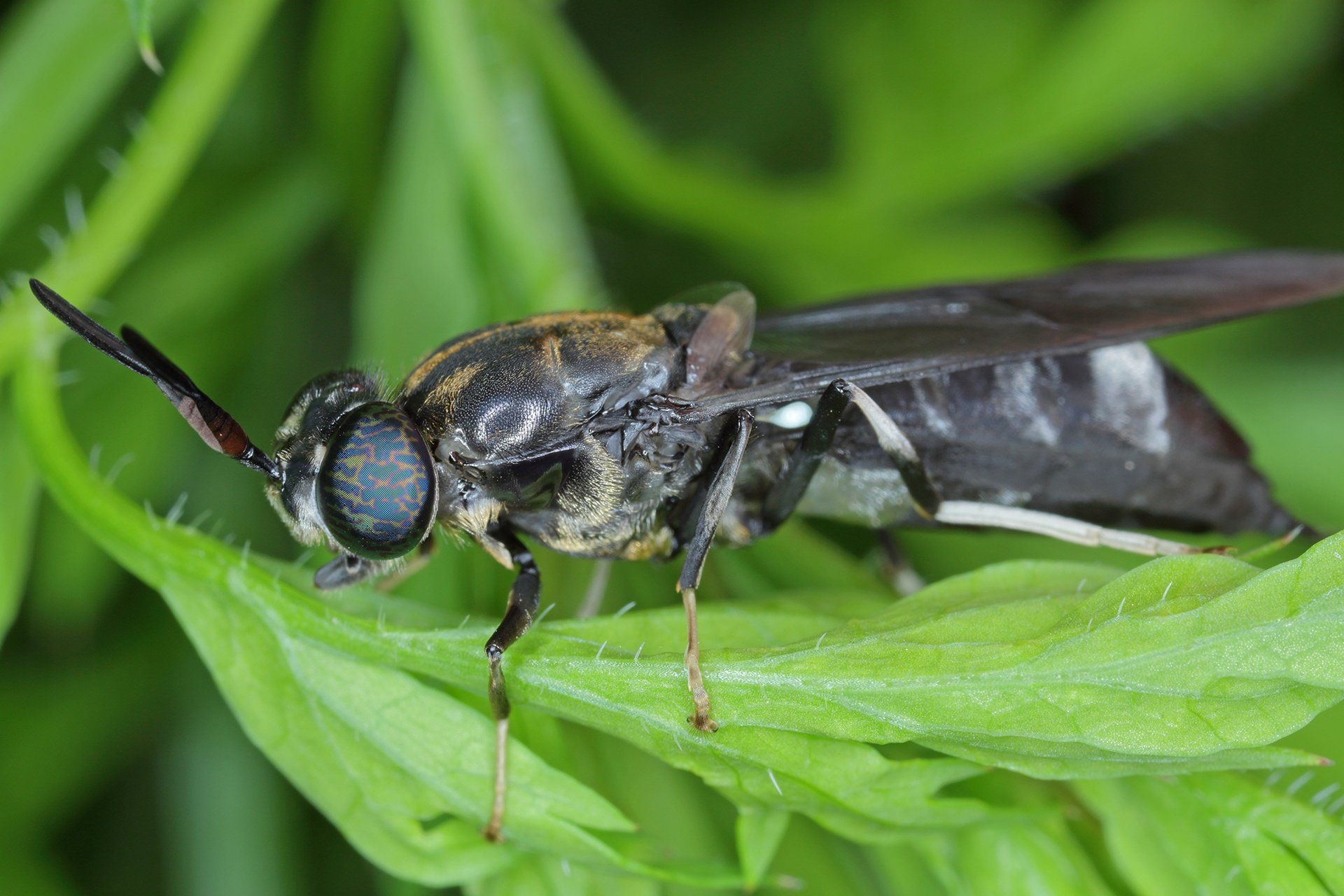 A black flie, as part of functional ingredients for animal food. Wholesale and trading.