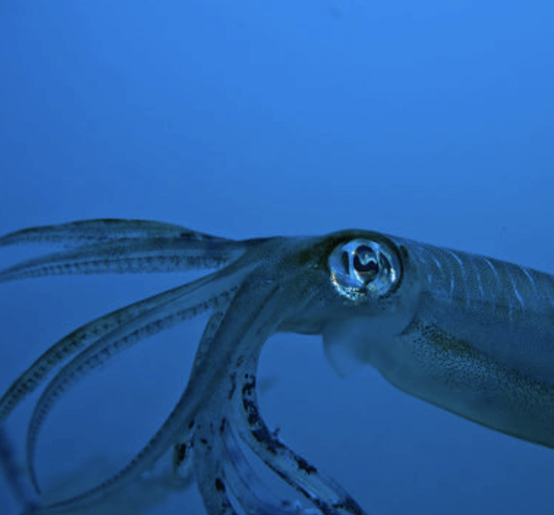 A squid as part of our sustainable ocean ingredients & feed.