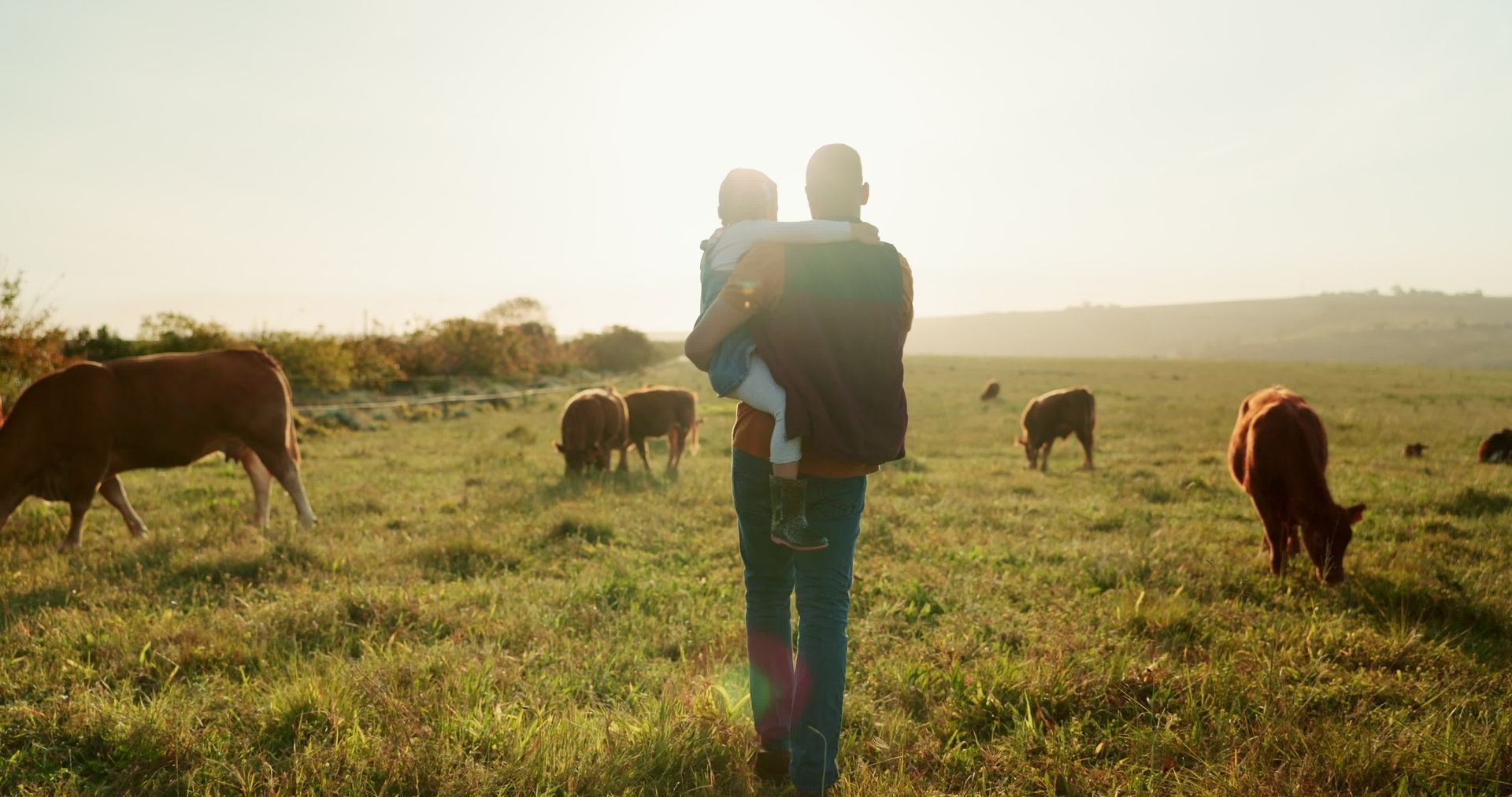Man carrying a child in a grassy field with grazing cows, bathed in sunlight.
