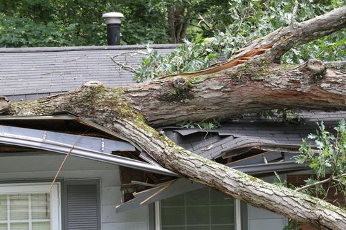 Tree Fell On The House | Columbus, OH | Campos Tree Services