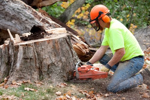 Man Removing Tree | Columbus, OH | Campos Tree Services