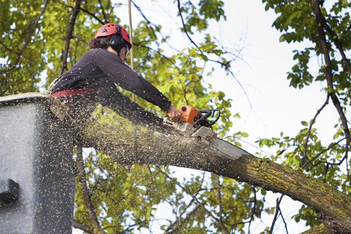 Man Trimming Tree | Columbus, OH | Campos Tree Services