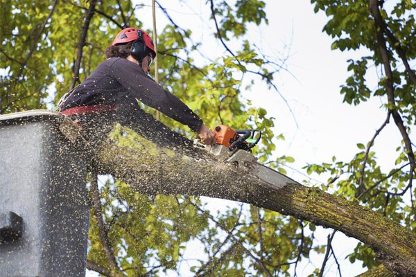 Campos Tree Trimming Columbus, OH Campos Tree Services