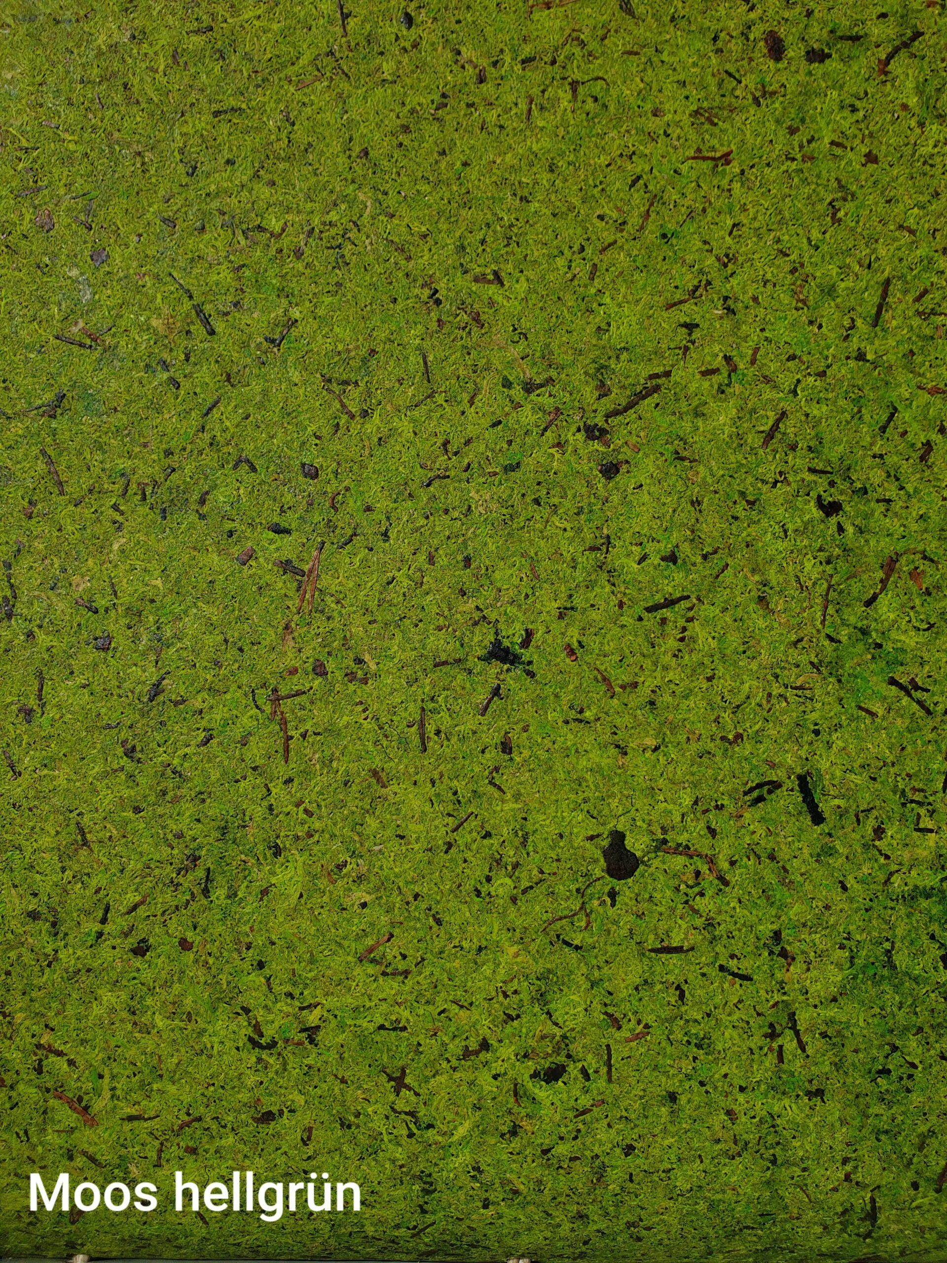 Eine Nahaufnahme einer mit grünen Algen bedeckten Oberfläche.