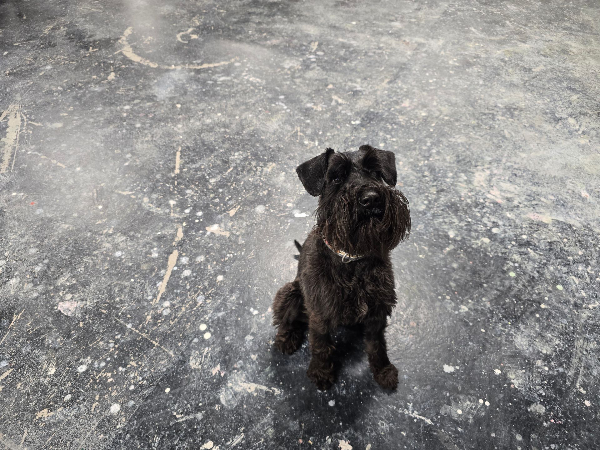 Ein Hund bei der Arbeit